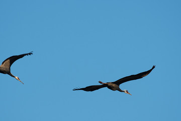 White-naped cranes flying in Izumi city, Kagoshima prerecture, Japan.