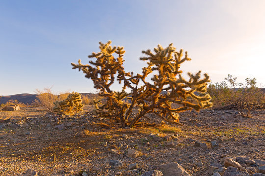 The cactus shrub called teddy-bear cholla at desert sunset. Cactus plant native to northwestern Mexico and to California, Arizona and Nevada, USA.