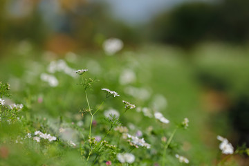 green Coriander field