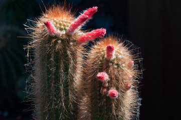 Sydney Australia, Stems of torch cactus with red flowers