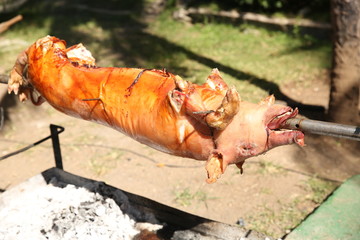 One pig on a spit on the grill. Roast pork in the process.