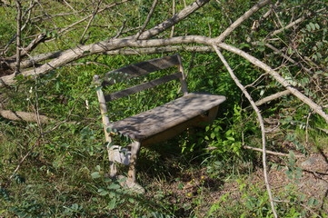 森の中のベンチ