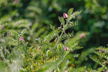 Fresh Green Chickpeas field , Chick peas also known as harbara or harbhara in hindi and Cicer is...
