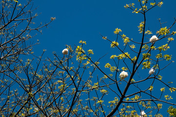 Sydney Australia, looking up at the new leaves of a ceiba speciosa or floss silk tree