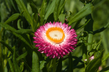 Sydney Australia, bright pink and yellow flower of a strawflower or everlasting daisy