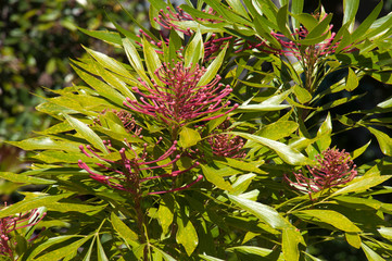 Sydney Australia, flowering dorrigo waratah tree native to NSW and Queensland