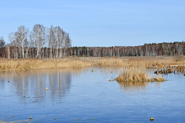 Reflection of trees on the transparent ice surface of lake Uvildy in sunny autumn day. Russia, Chelyabinsk region