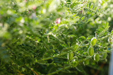 Fresh Green Chickpeas field , Chick peas also known as harbara or harbhara in hindi and Cicer is scientific name,