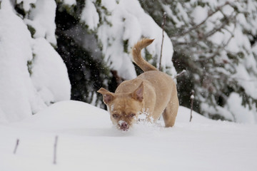 Dog playing in the snow