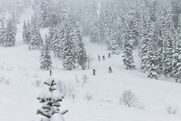 Freeriders skiers group skitur uphill in snow in winter forest
