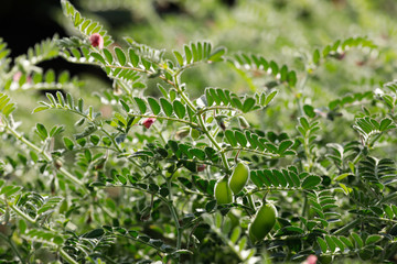 Fresh Green Chickpeas field , Chick peas also known as harbara or harbhara in hindi and Cicer is scientific name,