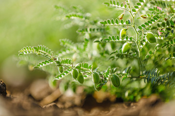 Fresh Green Chickpeas field , Chick peas also known as harbara or harbhara in hindi and Cicer is...