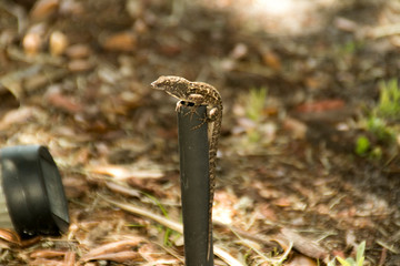 Lizard on a Post