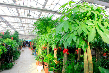 Flower market internal landscape, China