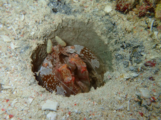 The beauty of underwater word in Sabah, Borneo.