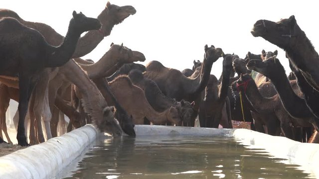 Large herd of camels drink water from a water reservoir in desert Thar during the annual Pushkar Camel Fair near holy city Pushkar, Rajasthan, India. This fair is largest camel trading fair in world