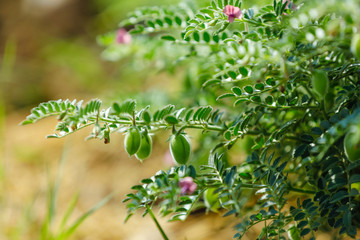 Fresh Green Chickpeas field , Chick peas also known as harbara or harbhara in hindi and Cicer is...