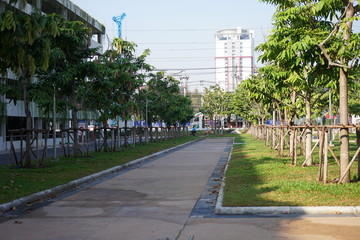Naklejka premium Palms are wood in perennials.