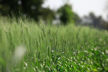 Green wheat farm india