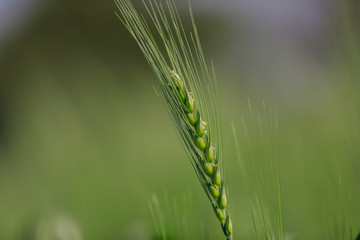 Fototapeta premium Green wheat farm india