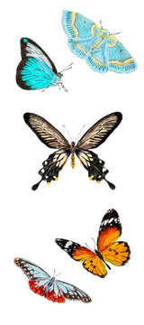 Set of various butterflies isolated on white background. Colorfull flying insects. Natural bright wildlife detailed illustration.