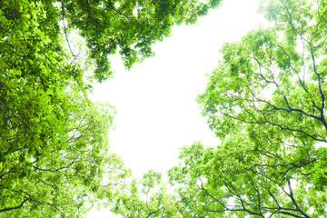 新緑　エコイメージ