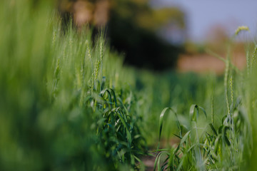 Green wheat farm india