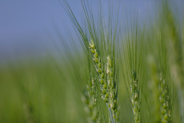 Green wheat farm india