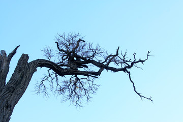 dry branches under the blue sky
