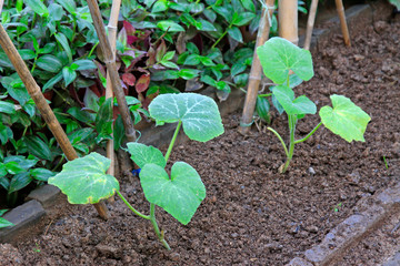 melon seedling in a farm