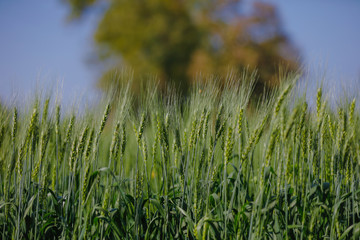 Green wheat farm india