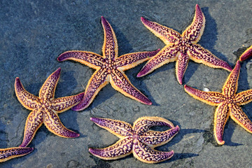 Starfish on the ground
