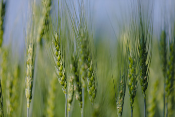 Green wheat farm india