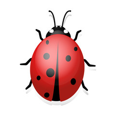 Ladybug clip art. Illustration of ladybug. Ladybird on a white background