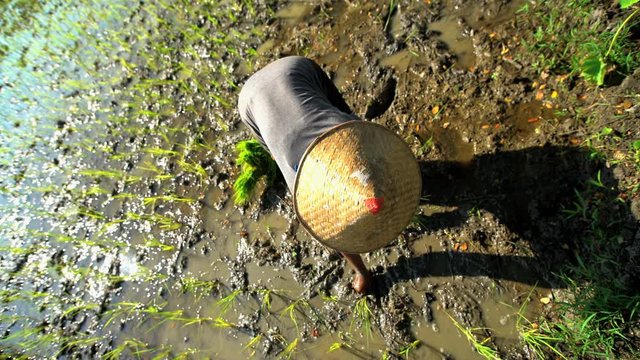 Rural farm worker planting rice seedlings in fertile soil Java South East Asia