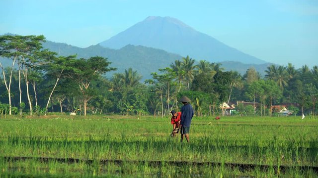 Manual farm worker using tool for irrigation in rice fields Mt Merapi Java 