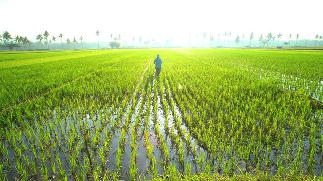 Manual female worker with irrigation tool farming Indonesian rice fields Java 
