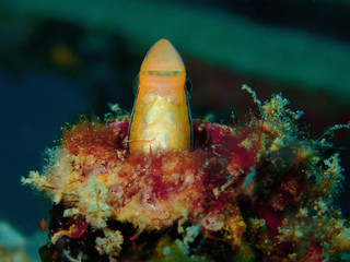 The beauty of underwater word in Sabah, Borneo.