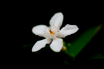 Fototapeta na wymiar white flower on green background