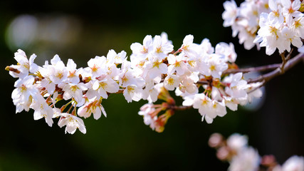 桜の花