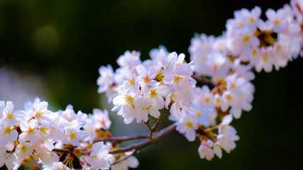 桜の花