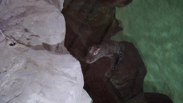 Caiman swimming on the water of a zoo.