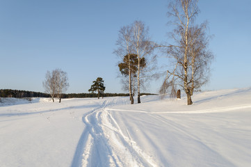 Obraz premium Bare birch trees on the hill in winter