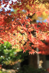 秋の紅葉