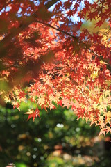 秋の紅葉