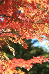 秋の紅葉