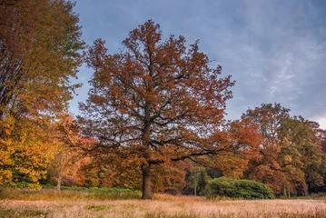 Foto auf Leinwand Oak tree in autumn evening light HDR © Steppeland
