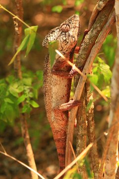 マダガスカルのカメレオン、アフリカ
