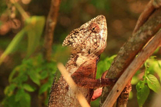 マダガスカルのカメレオン、アフリカ