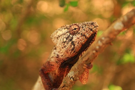 マダガスカルのカメレオン、アフリカ
